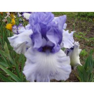 Blue Rising